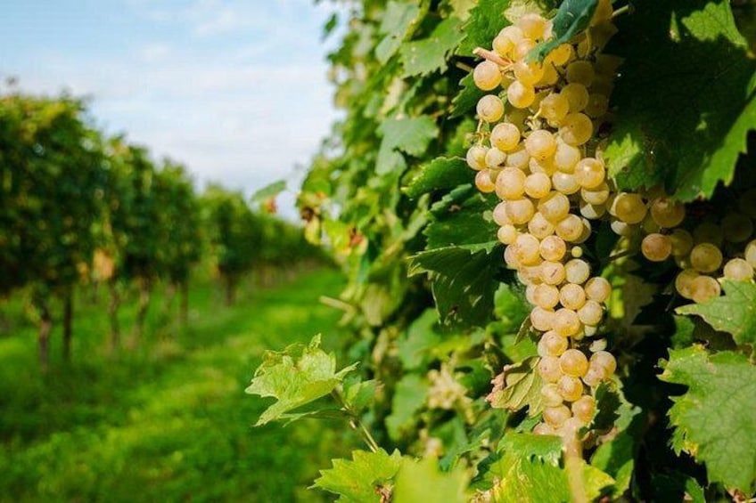 Un vignoble où s’alignent des rangées de vignes chargées de grappes de raisins verts. 3