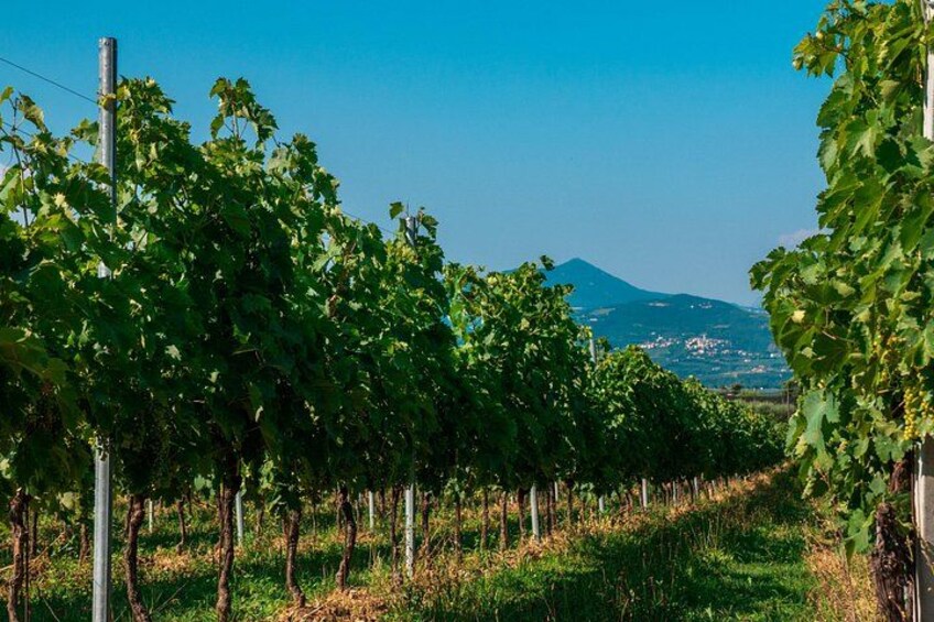 Un vignoble avec des rangées de vignes, une montagne en arrière-plan et un ciel bleu dégagé. 5