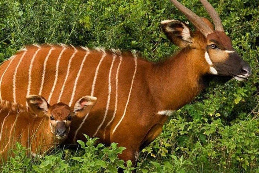 An antelope with distinctive white stripes and long horns, standing in a grassy area. 5