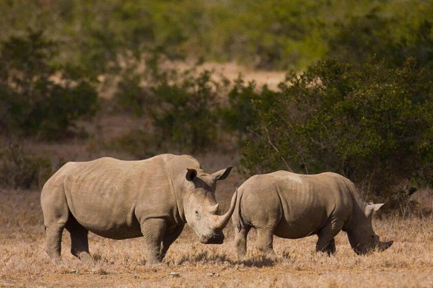Two rhinos in a dry grassland with sparse trees in the background. 3