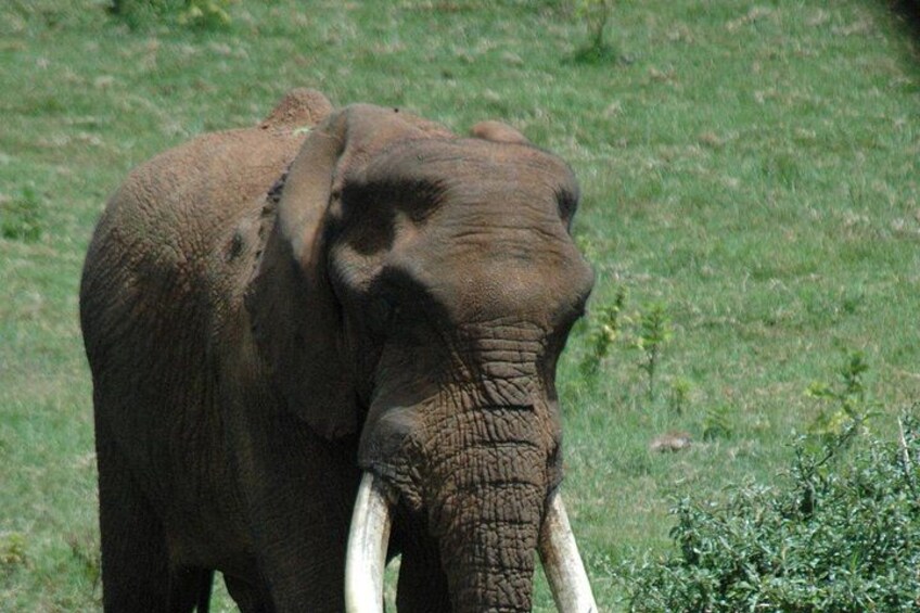 An elephant with tusks standing in a grassy field. 4