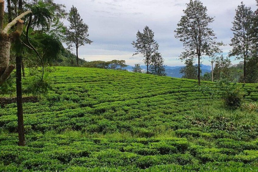 Knuckles Spice Trail Trek from Kandy 2