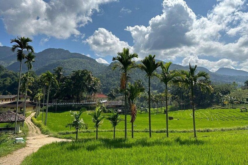 Knuckles Spice Trail Trek from Kandy 4