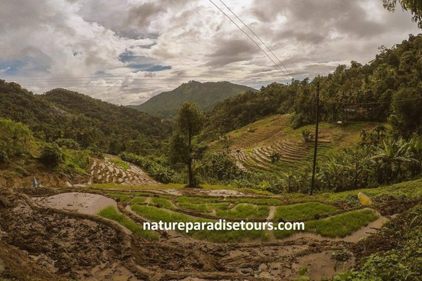 Knuckles Spice Trail Trek from Kandy 1