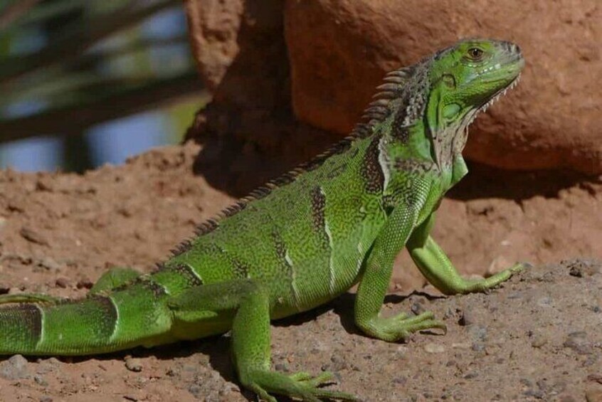Croco Park Safari Adventure with Convenient Transfers – Agadir