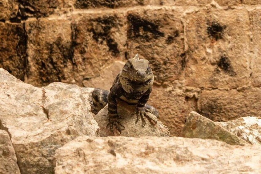 Uxmal, two Amazing Cenotes & Local Food Tour from Mérida 5