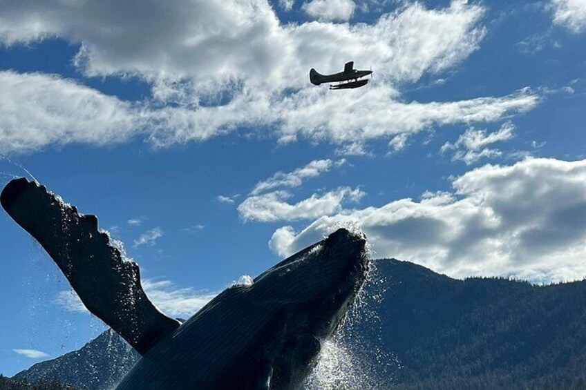 Juneau Senior Hike and City Tour 4