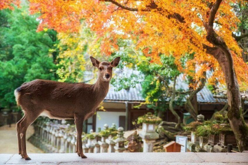 Best of Kyoto and Nara Highlights Day Tour from Osaka (7~9 spots) 3