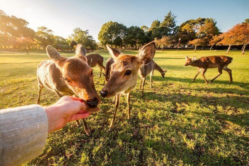 Best of Kyoto and Nara Highlights Day Tour from Osaka (7~9 spots) 2