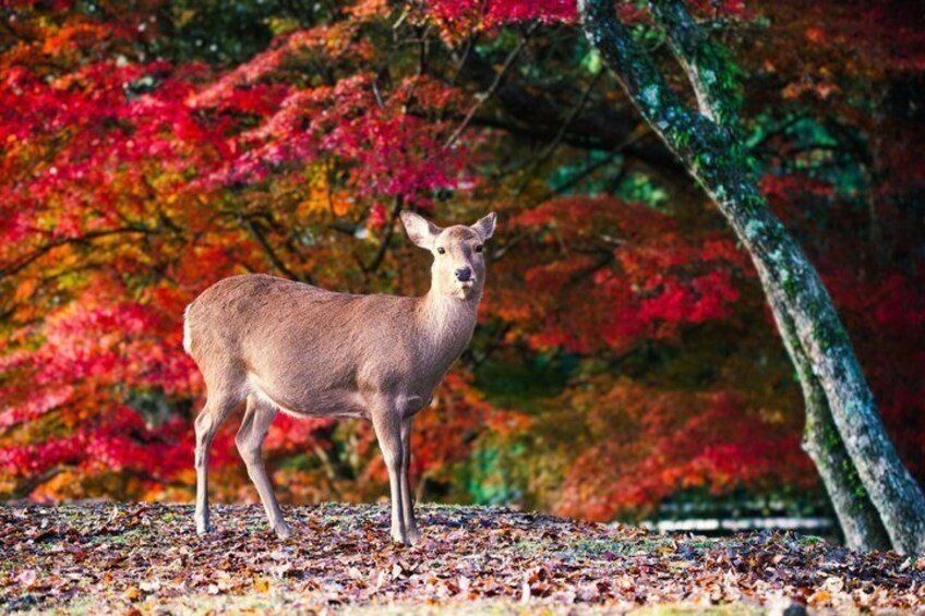 Best of Kyoto and Nara Highlights Day Tour from Osaka (7~9 spots) 1