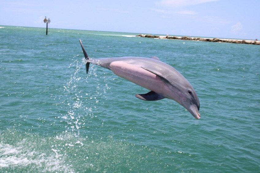 Experience Parasailing in Sarasota 2