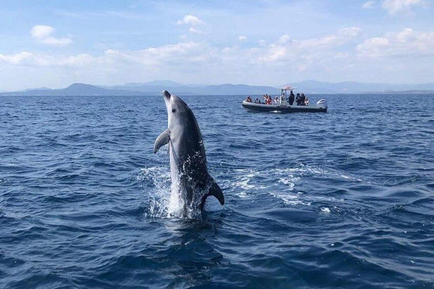 Un delfín salta del agua con un barco al fondo. 4