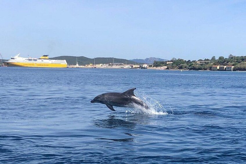 Un delfín salta del agua cerca de un crucero amarillo y blanco. 2