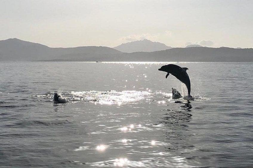 Un dauphin bondissant hors de l’eau, avec des montagnes en arrière-plan. 3