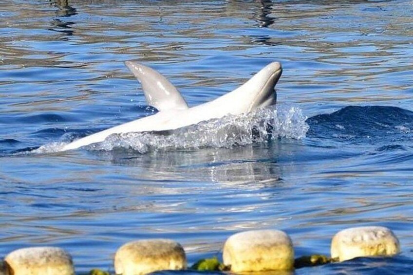 Un delfín blanco salta del agua cerca de una costa rocosa. 3