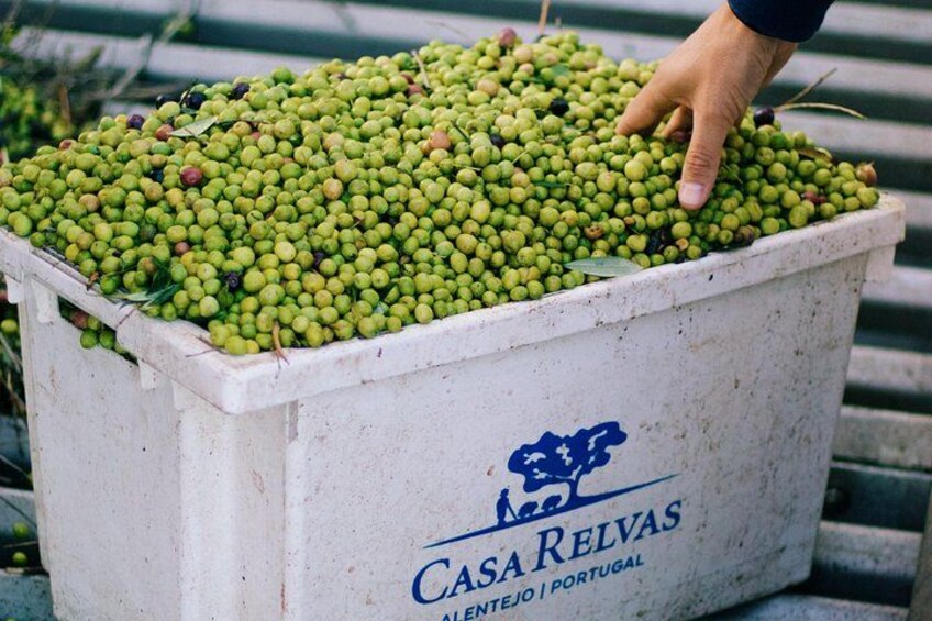 Discover Wine and Olive Oil Making Process 4