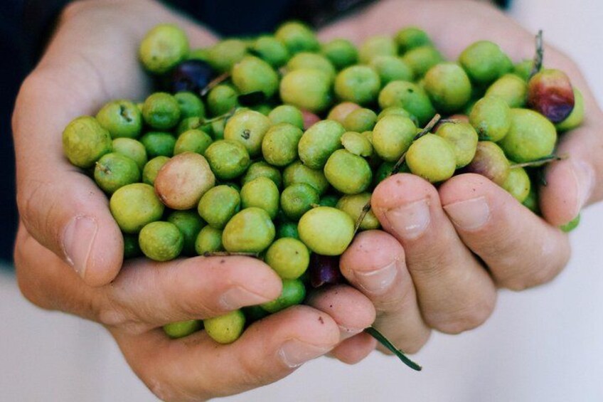 Discover Wine and Olive Oil Making Process 5