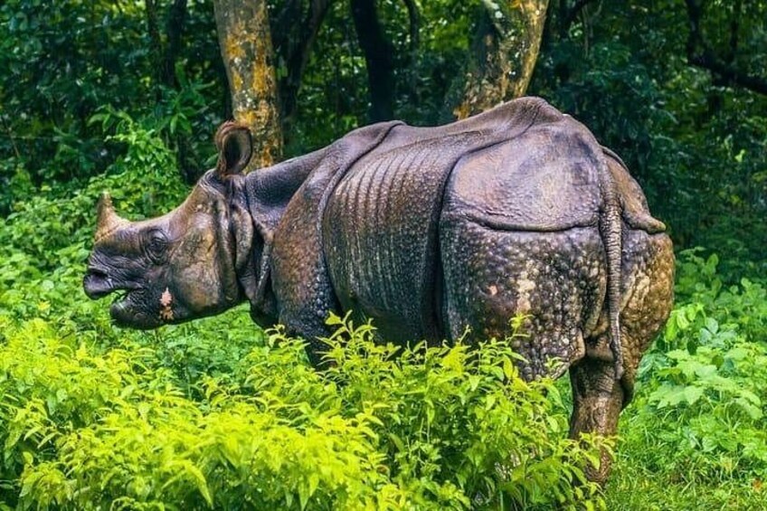 Chitwan Jungle Safari Escape: 3 Days from Kathmandu or Pokhara 1