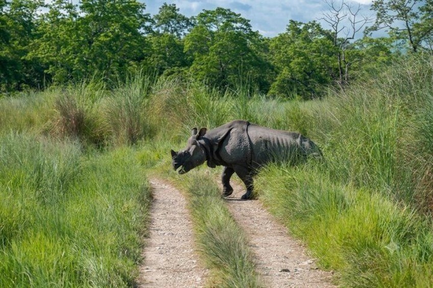 Chitwan Jungle Safari Escape: 3 Days from Kathmandu or Pokhara 3