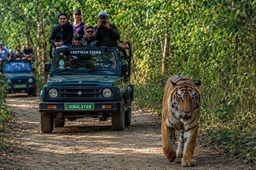 Chitwan Jungle Safari Escape: 3 Days from Kathmandu or Pokhara 2