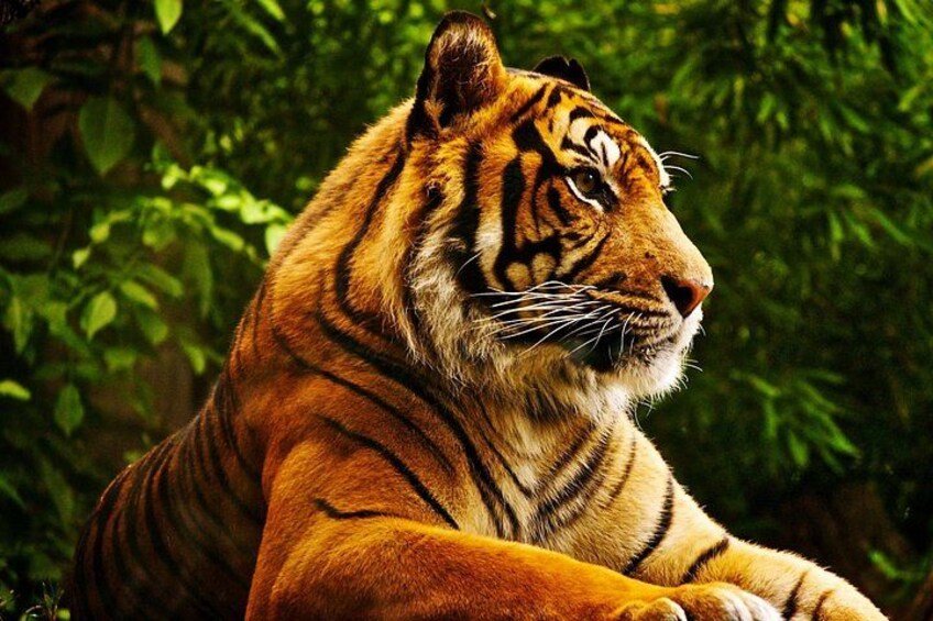 Tiger in National Park 2