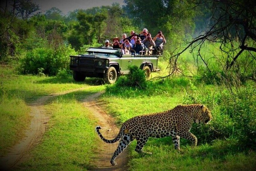 Tiger during Jeep safari in Chitwan National Park 3