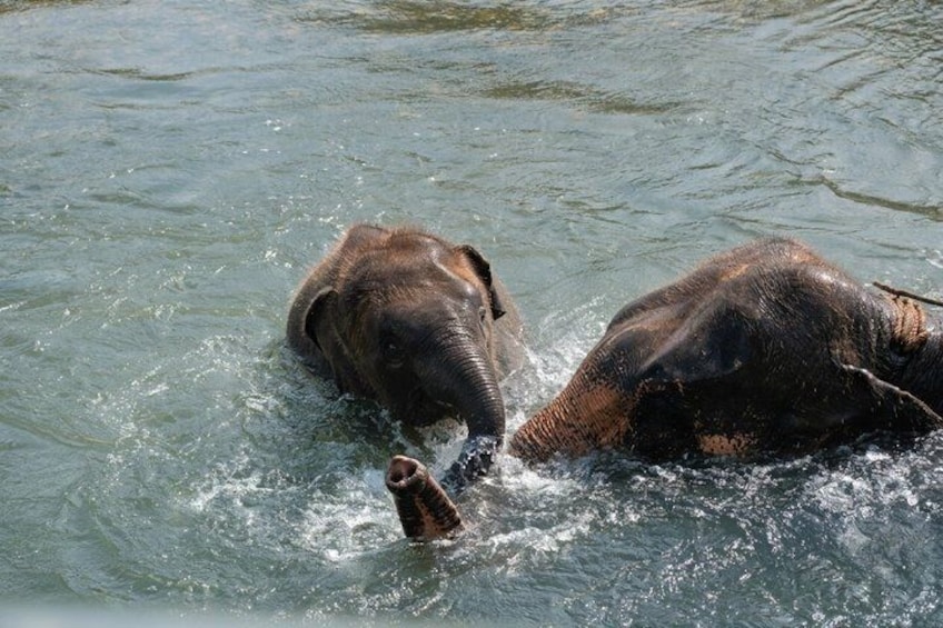 Chitwan Jungle Safari Escape: 3 Days from Kathmandu or Pokhara 4