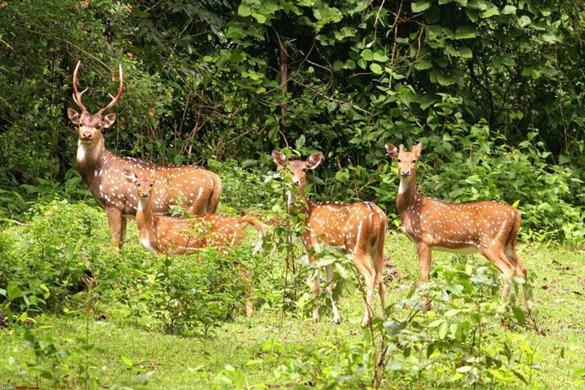 Chitwan Jungle Safari Escape: 3 Days from Kathmandu or Pokhara 5