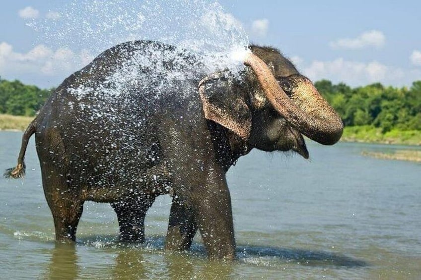 Wild elephant during hot season 3