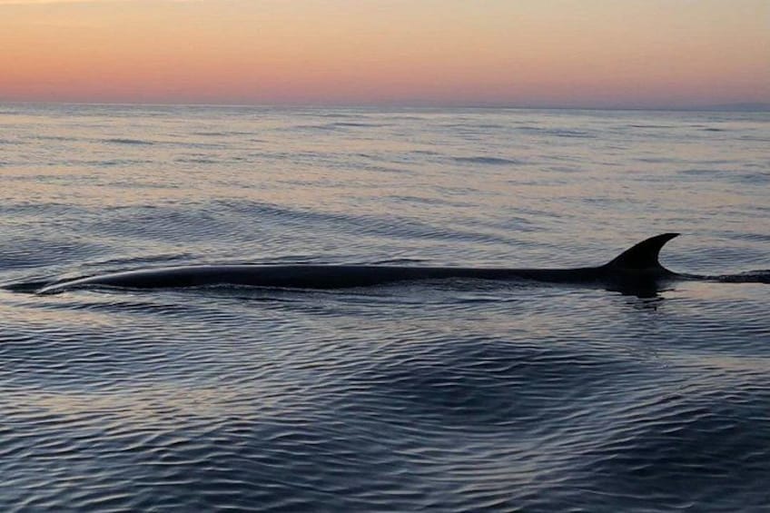 A whale swimming in the ocean. 2