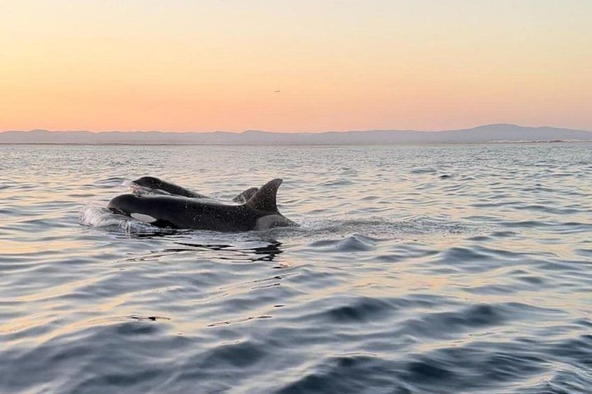A whale swimming in the ocean during sunset. 3