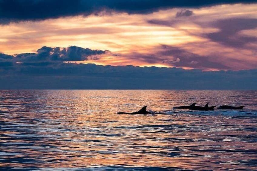 A sunset over a body of water with dolphins swimming. 1