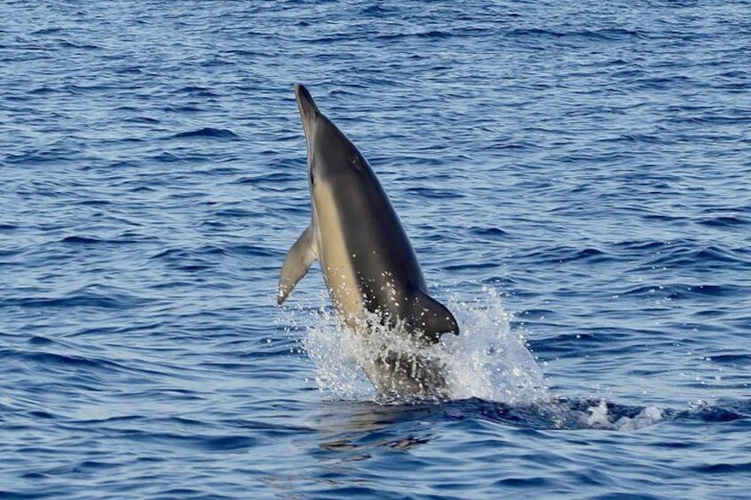 A dolphin leaping out of the water. 4