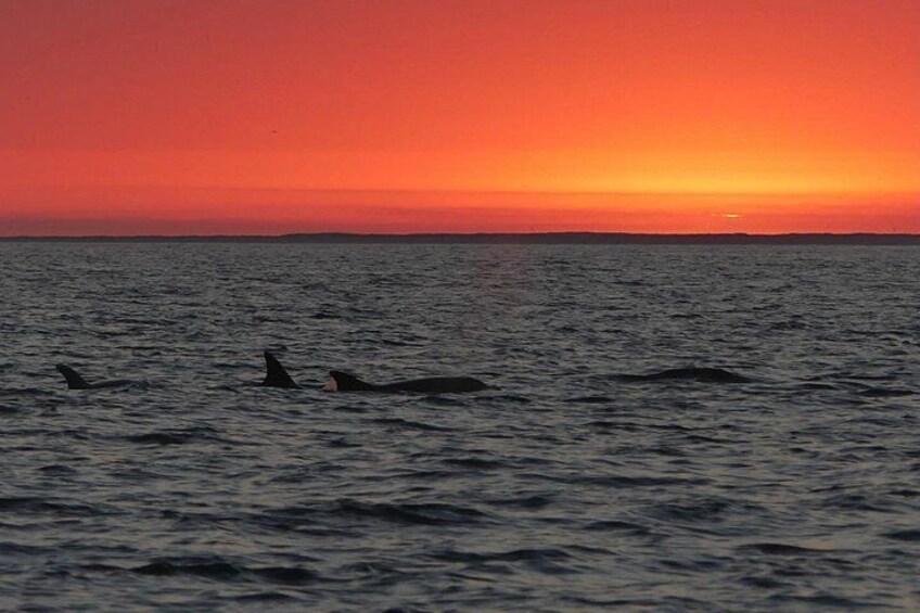 A sunset over the ocean with three orcas swimming. 5