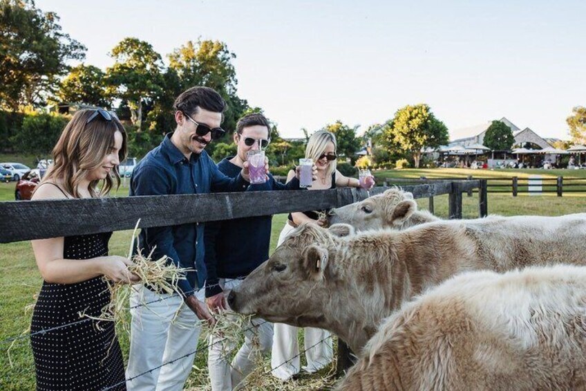 People feeding cows at a farm. 4