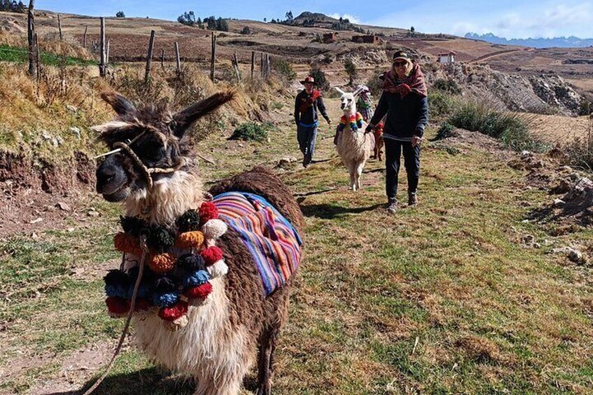 A llama with a colorful blanket, a person leading it, and a hilly landscape with a fence in the background. 2