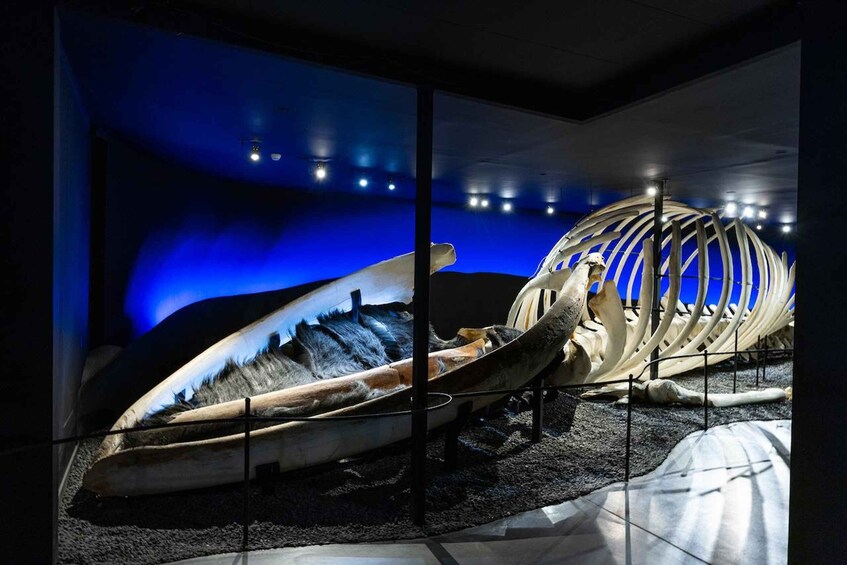 A large whale skeleton displayed in a museum with a blue-lit background. 1