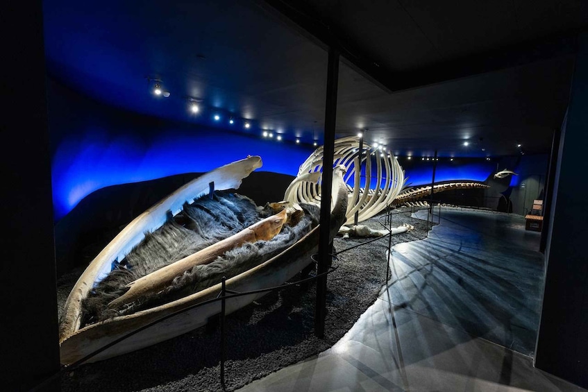 A museum exhibit with a large whale skeleton and a circular bone structure. 3