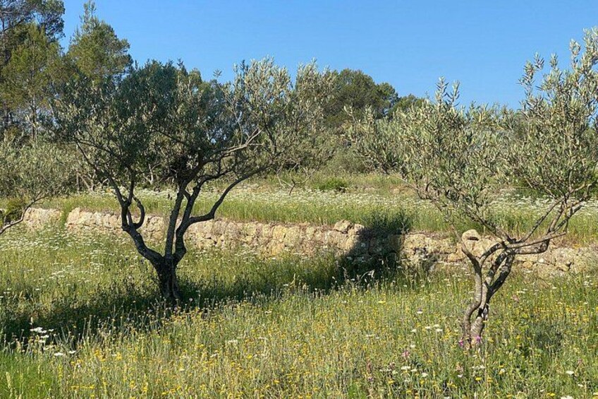 Extra Virgin Olive Oil tasting and fruit discovery 4