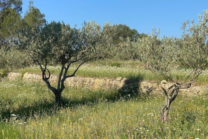 Two olive trees in a field with a stone wall in the background. 4