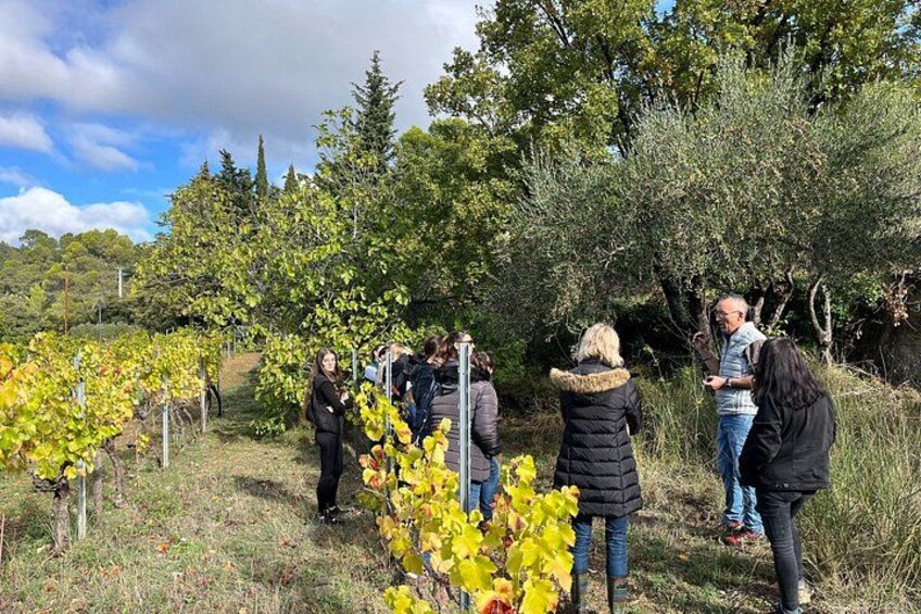 Extra Virgin Olive Oil tasting and fruit discovery 5