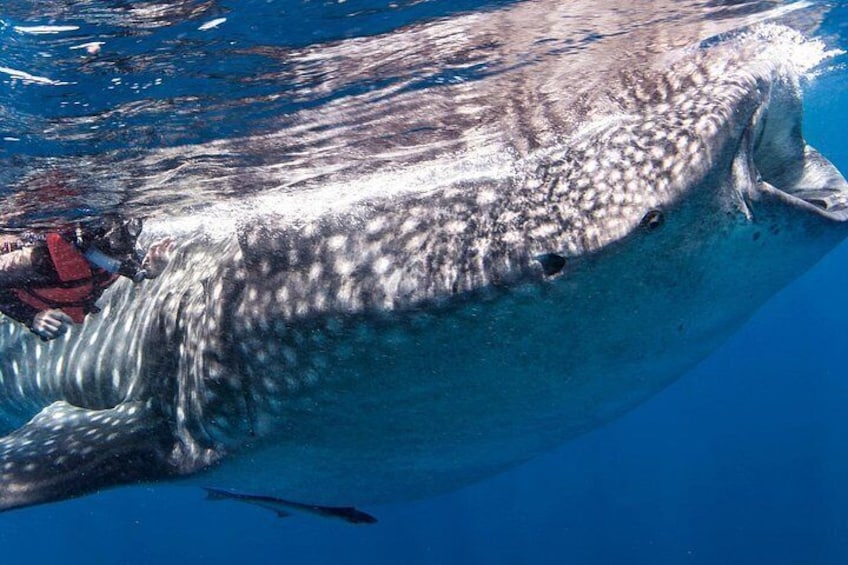Oslob Whale Shark, Moalboal Sardines & Badian Canyoneering Tour 2