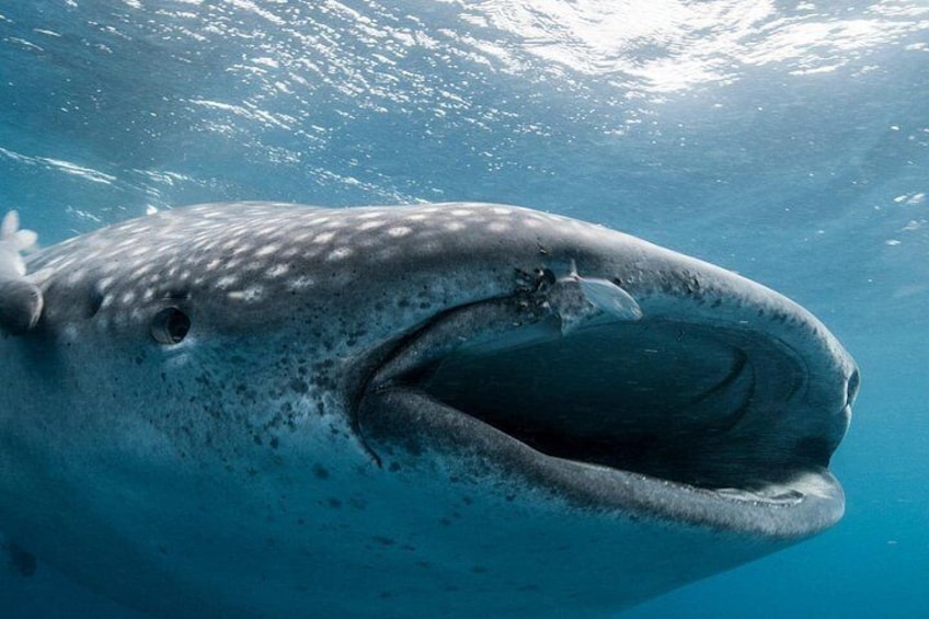 Oslob Whale Shark, Moalboal Sardines & Badian Canyoneering Tour 3