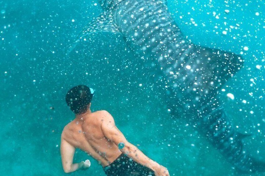 Oslob Whale Shark, Moalboal Sardines & Badian Canyoneering Tour 4