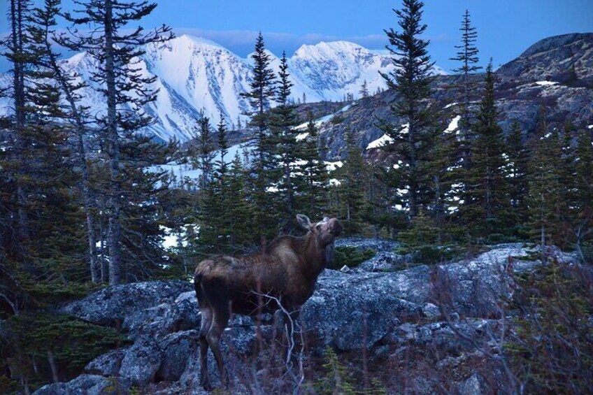 A moose in a forest with snow-capped mountains in the background. 3