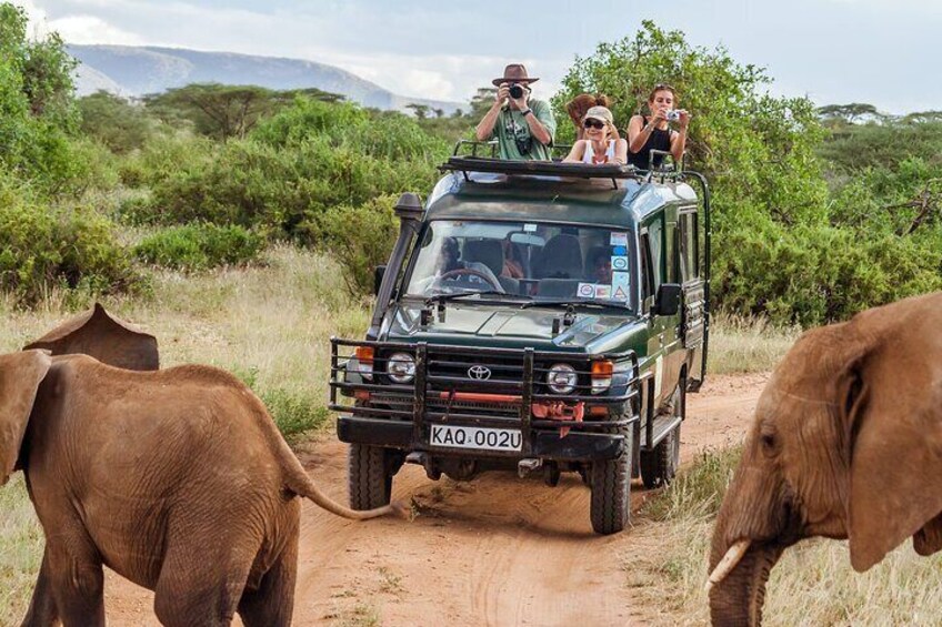 A safari vehicle with passengers observing elephants on a dirt road. 1