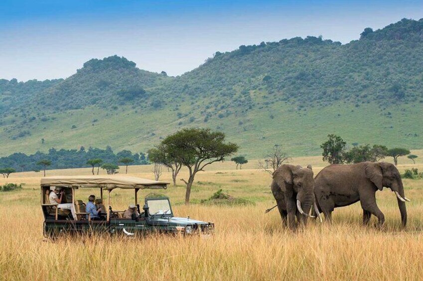 A safari vehicle with people observing elephants in a grassy field with a hilly landscape in the background. 5