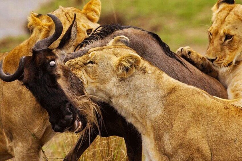 A group of lions with a wildebeest, indicating a predator-prey interaction in a natural setting. 3