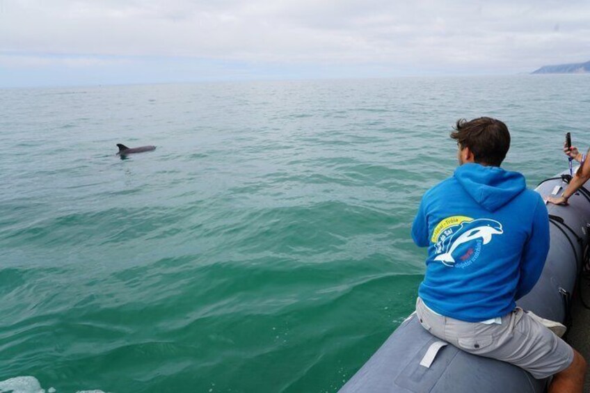 Observation of Dolphins in Setúbal 3