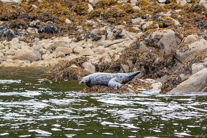 Harbor seals throw us some side-eye while we try to catch their lunch. 3